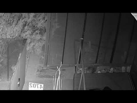 Javelinas in Planter - YouTube