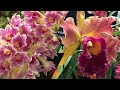 “Mask-querade of Orchids” Show and Sale - Highlands Orchid Society