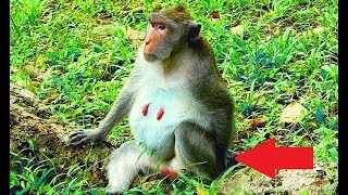 Great video of monkey family, Kind Jane family looks adorable and friendly screenshot 2