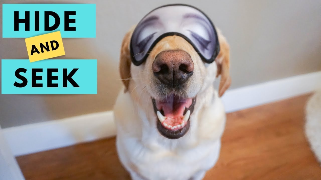 Dogs play Hide and Seek YouTube