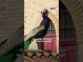 Les paons envahissent une ville italienne, les habitants n'en peuvent plus !｜TF1 INFO