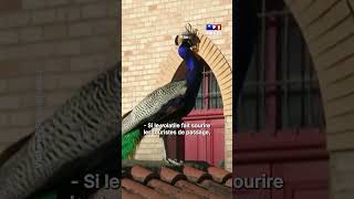 Les paons envahissent une ville italienne, les habitants n'en peuvent plus !｜TF1 INFO