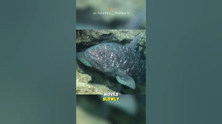 Coelacanth | The Living Fossil