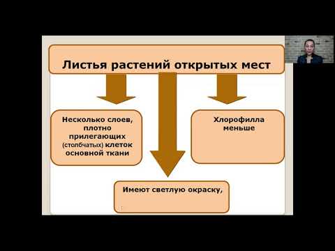 Влияние факторов среды на строение листа   6 класс