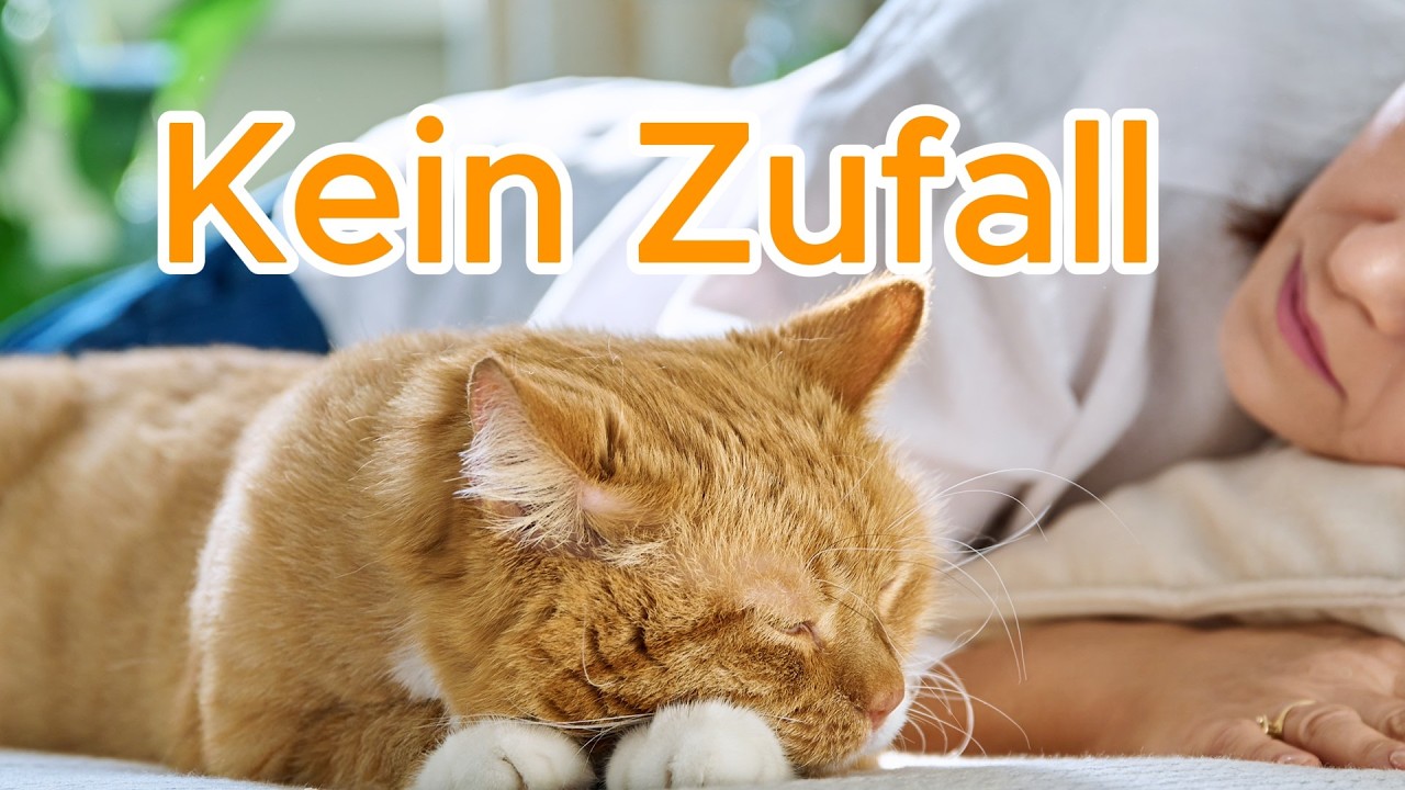 Deine Katze schläft bei dir? Das steckt wirklich dahinter🐾