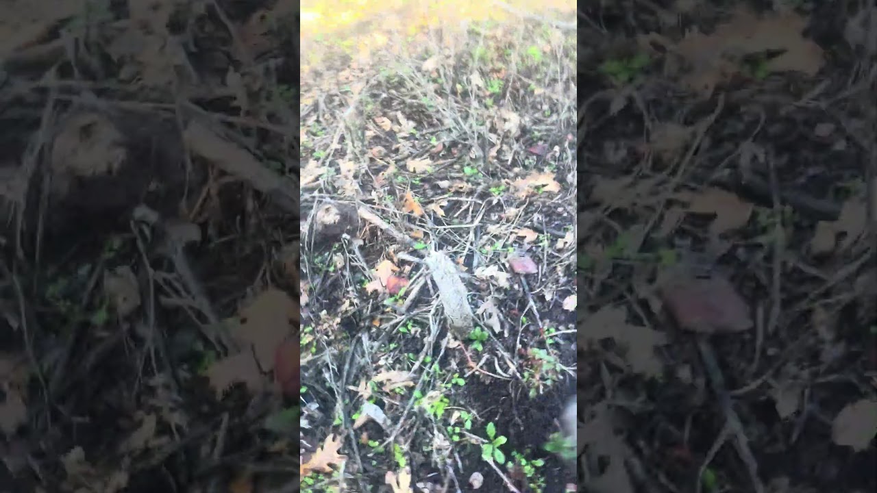 The Best Time to Get Rid of Thistles 