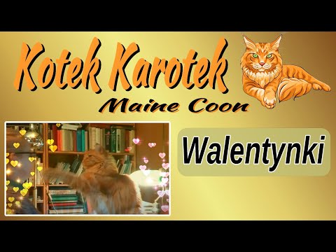 Kotek Maine Coon  - walentynkowo