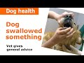 Dog swallowed something stuck in throat - Vet Advice