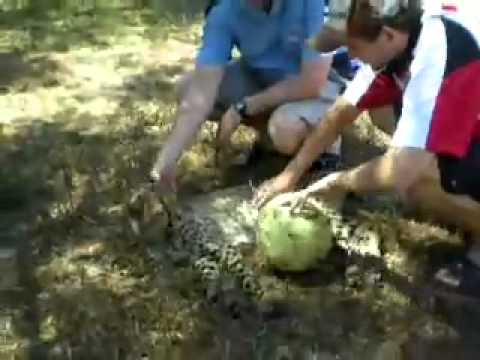 cheetah vs human - YouTube