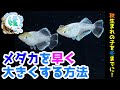 メダカを早く大きく育てる飼育方法～越冬に備えて秋生まれの子たちを安心サイズにしたい！～【媛めだか】