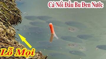 Câu Cá , Kỳ Lạ Bầy Cá Rô Phi Nổi Đầu Bu Đen Nước Thả Mồi Xuống Là Ăn Liền