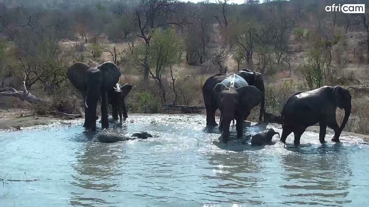Elephant Breeding Herd at Rosie's Pan