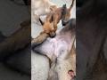 😱😱#dog #funny #baffalo #puppy #cow #goat #animals #pets #comedy #goldenretreiver