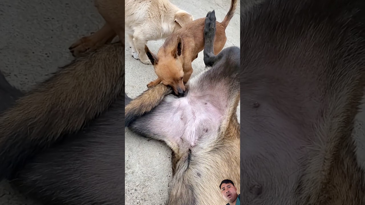 😱😱#dog #funny #baffalo #puppy #cow #goat #animals #pets #comedy #goldenretreiver
