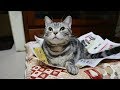 んるっ!んにゃー!猫の要求鳴きと諦め鳴き