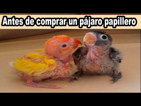 Antes de Comprar un Pájaro Papillero Mira este Vídeo.