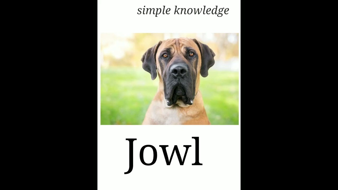 Jowl meaning