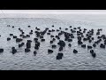Black coots funny movements to keep warm