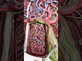 BIOL 158 Liver Model