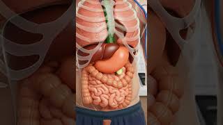 What happens to the human body when you eat Cucumber #humanbody  #anatomy #health  #sciencetok