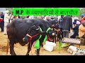 Murrah Buffalo available in Sagar Madhya Pradesh | ये भैंसे मिलेंगी MP के सागर में