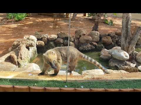 Brown-nosed coatis and their enclosure