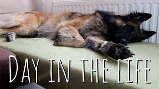 A DAY IN THE LIFE OF A DOG | Belgian Shepherd Tervuren