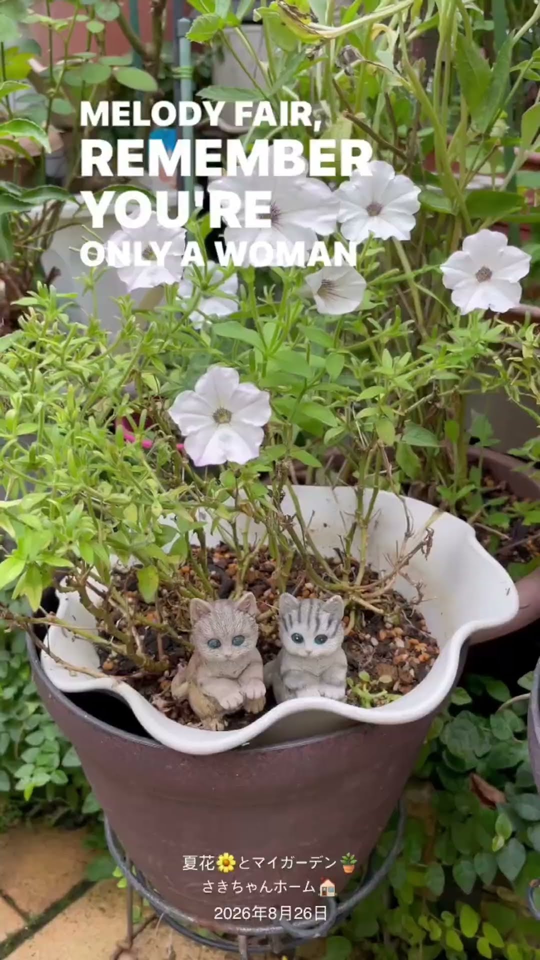 HD】2026年8月26日 ‼️夏花の季節となりました。 #flowers #garden