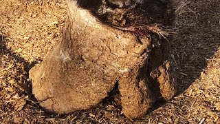 毛驴5寸劈叉蹄折磨了8年，脚跟溃烂冒烂肉，师傅耐心助它解除疾苦【河北小辉姐】