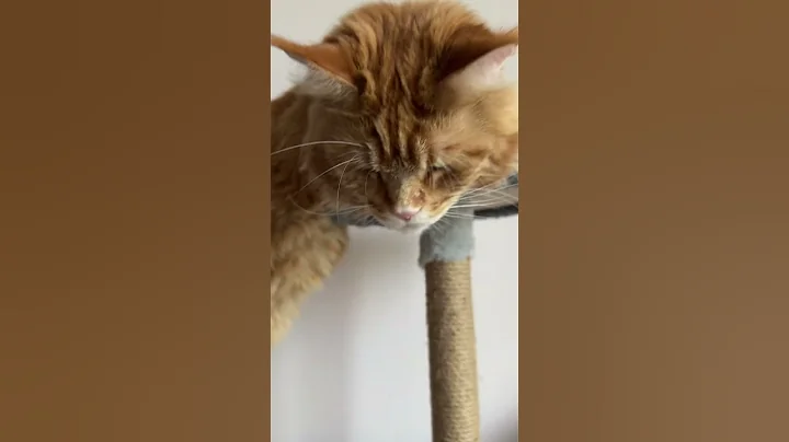 Watch the video about Our best Maine Coon😽