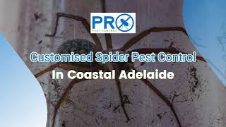Coastal Spider Pest Control in Adelaide | Safe, Targeted & Long-Lasting Protection