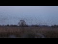 Starlings at Otmoor, Oxfordshire (1) - Flying