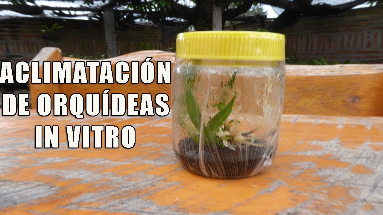 Trasplante y Aclimatación de Orquídeas In Vitro || Orquiplanet