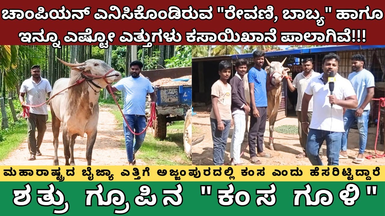 ಚಾಂಪಿಯನ್ ಎನಿಸಿಕೊಂಡಿರುವ ರೇವಣಿ, ಬಾಬ್ಯ, ಇನ್ನೂ ಎಷ್ಟೋ ಎತ್ತುಗಳು ಕಸಾಯಿಖಾನೆ ಪಾಲಾಗಿವೆ. ಈಗ ಕಂಸ ಅಜ್ಜಂಪುರದಲ್ಲಿ