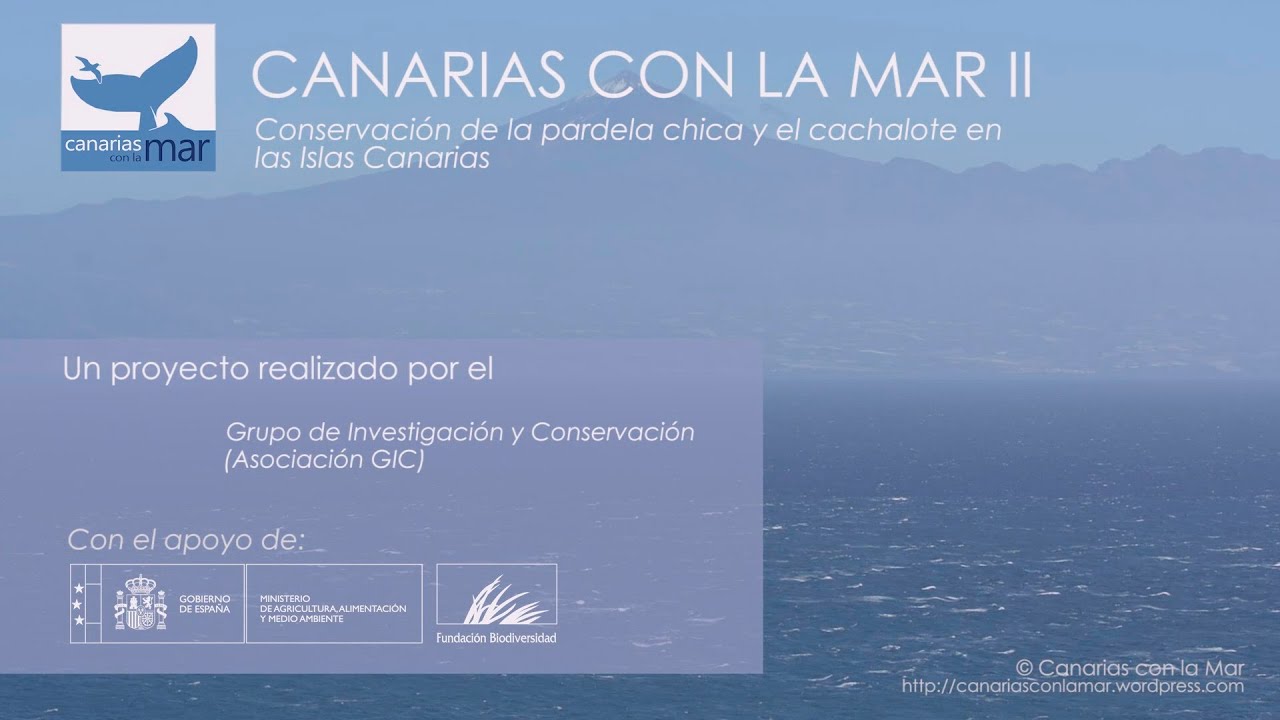 Canarias con la Mar I y II. La pardela chica (Puffinus baroli)