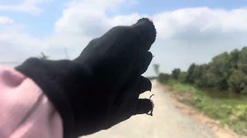 Cần bán nhanh DT 37 công đất lúa giá 130 triệu 1 công thích hợp trồng cây ăn trái Thạnh hoá Long An