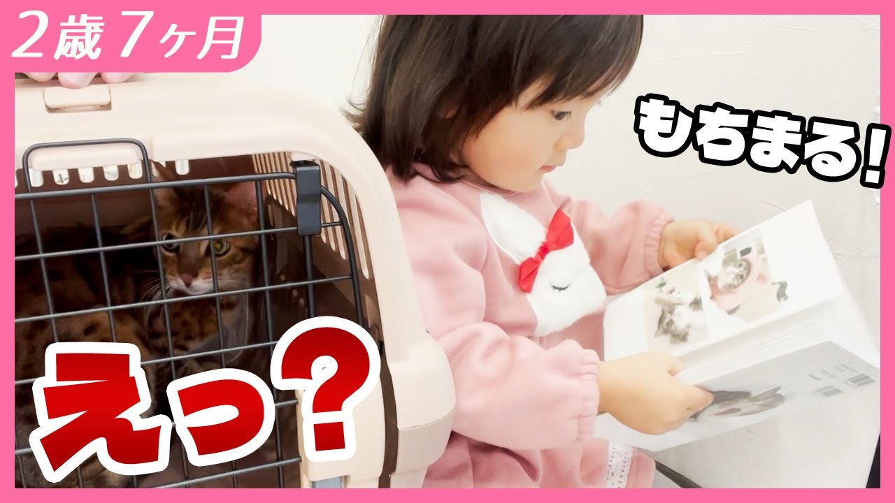 愛しの兄猫より「もち○る」のほうがかわいいと即答してしまう2歳娘