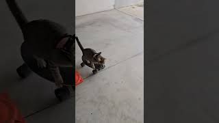 Amusing Clip Shows Kitten Riding Skateboard