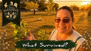 What Survived 110°F Texas Heat? | 6 Weeks Without Rain