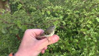 goldcrest coming back to life with Alex Sally