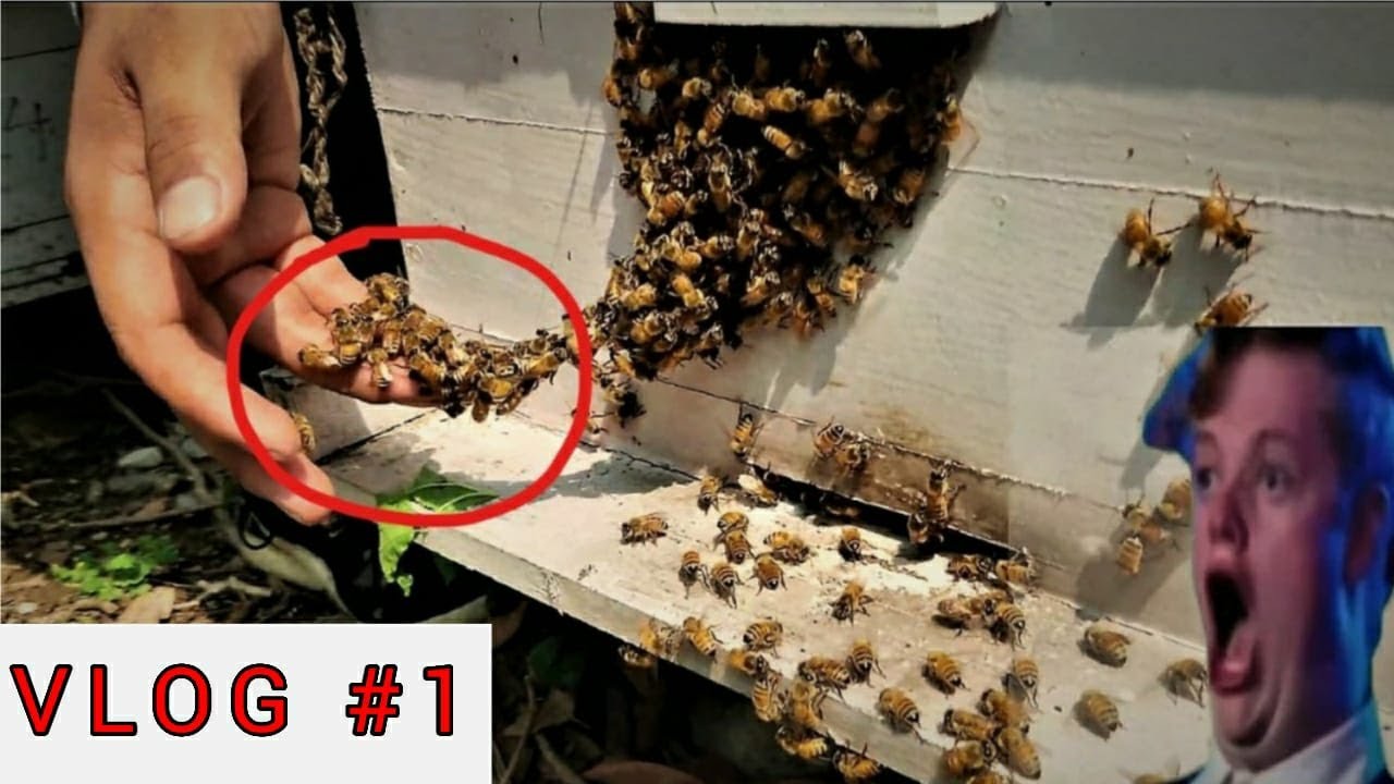 APIARY INSPECTION | EFFECT OF COVID-19 ON BEEKEEPING SECTOR | BEEKEEPING VLOG 