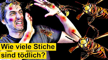 Kann die Hornissenkönigin stechen?