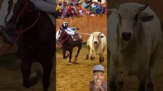Sapi Di Kejar Koboy shorts