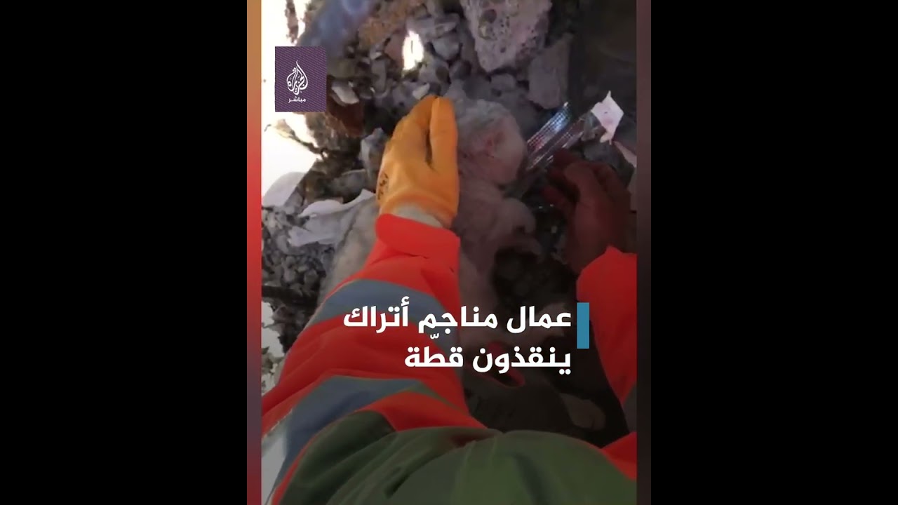 إنقاذ قطة في كهرمان مرعش بعد بقائها 10 أيام تحت الأنقاض