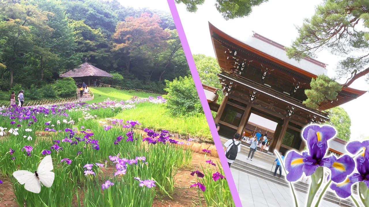 Finding calm in the chaotic Harajuku... at the Meiji Shrine! | ★ HIGHLIGHTS ★ Princess in Japan