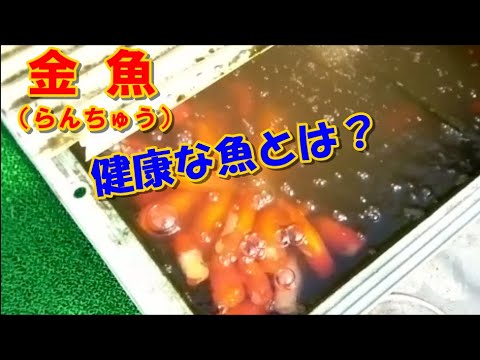 Ranchu (#Goldfish) Breeder's Breeding Record No. 212 (Photo taken