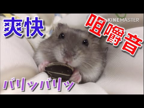 【ASMR】ハムスターの咀嚼音?やみつき【音フェチ】