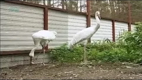 Как содержат журавлей