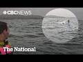 #TheMoment a shark chased a foil surfer