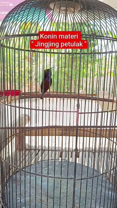 konin Nembak Jingjing petulak